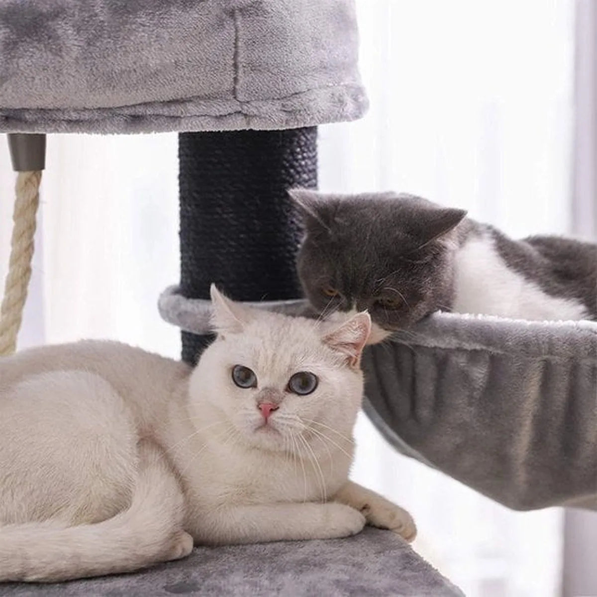 Kattenboom Xl - Kattenhuis - Krabpaal - Katten