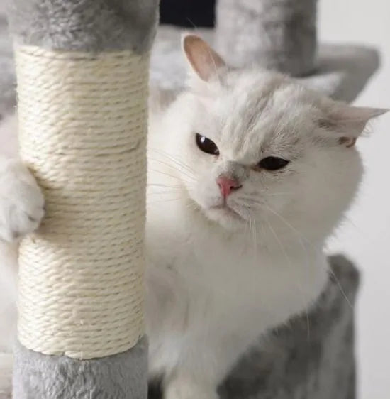 Segenn's Krabpaal - Kattenboom XXL 168 CM - Luxe Kattenhuis - Katten